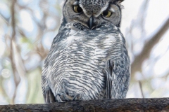 Owl By Myself